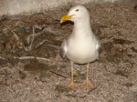 Larus argentatus