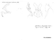 Aphelidesmus hermaphroditus