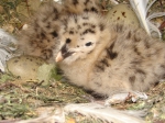 11 juni 2008 - 3 zilvermeeuwen geboren in de volière van het vogelpark in het Provinciaal Natuurpark Zwin