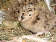11 juni 2008 - 3 zilvermeeuwen geboren in de volire van het vogelpark in het Provinciaal Natuurpark Zwin