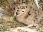 Larus argentatus