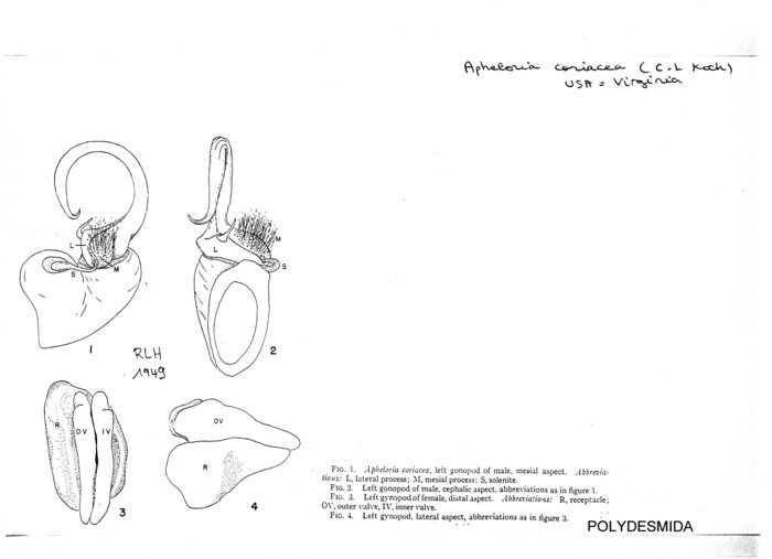 Apheloria coriacea