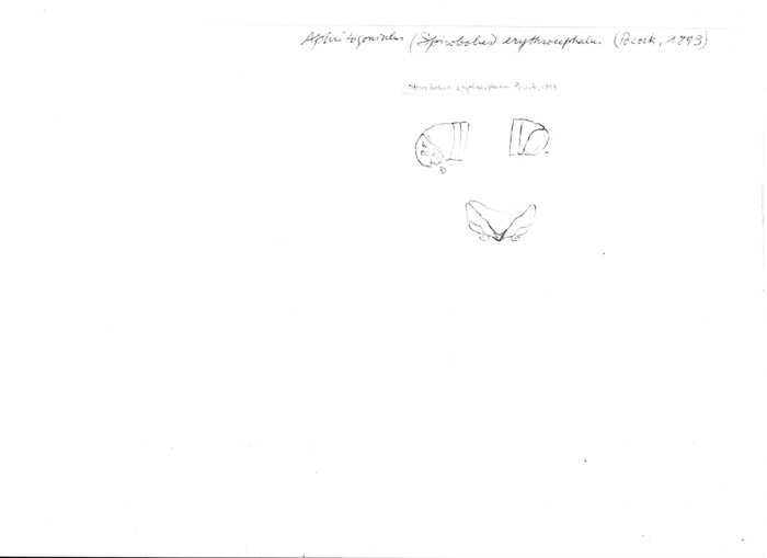 Aphistogoniulus erythrocephalus