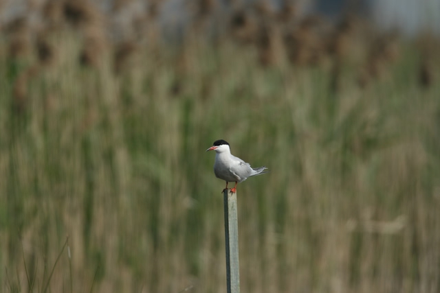 Sterna hirundo Sterna hirundo