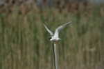 Sterna hirundo