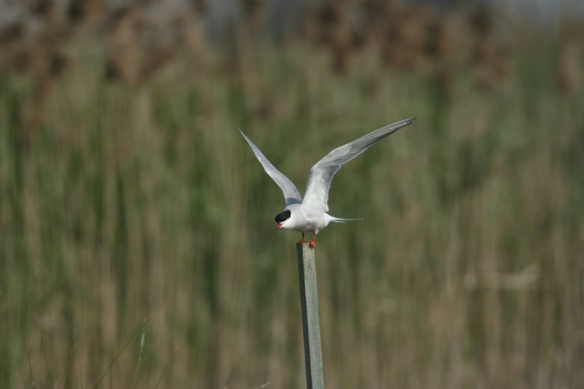 Sterna hirundo Sterna hirundo
