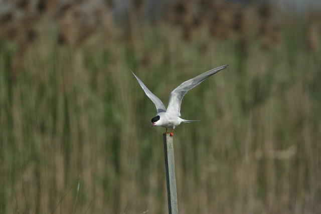 Sterna hirundo