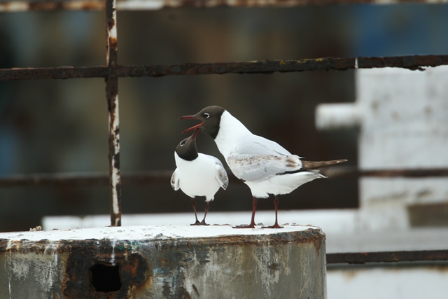 Larus ridibundus Larus ridibundus