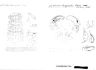 Apterourus horizontalis