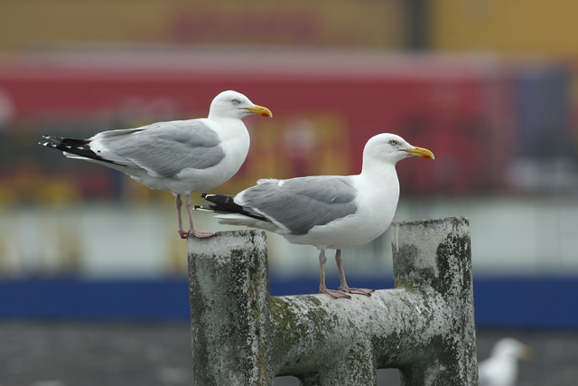 Larus argentatus Larus argentatus