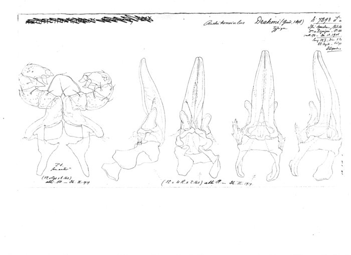 Archichoneiulus drahoni