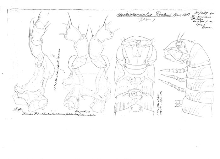 Archichoneiulus drahoni