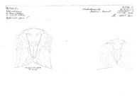 Archichoneiulus drahoni maareb