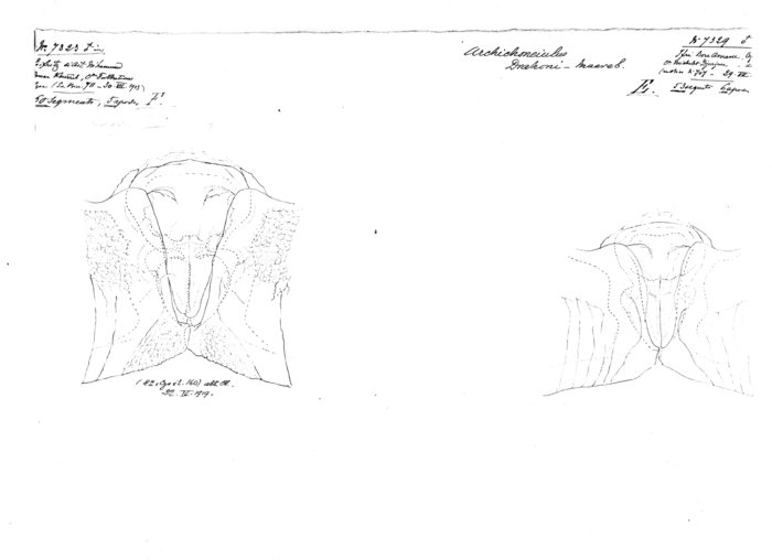 Archichoneiulus drahoni maareb