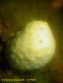 Porifera (sponges)