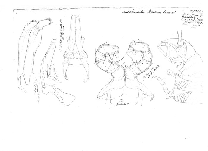 Archichoneiulus drahoni maareb