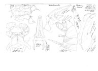 Archichoneiulus drahoni maareb