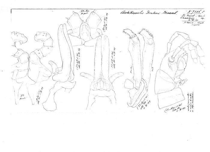 Archichoneiulus drahoni maareb