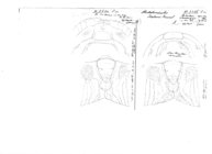 Archichoneiulus drahoni maareb