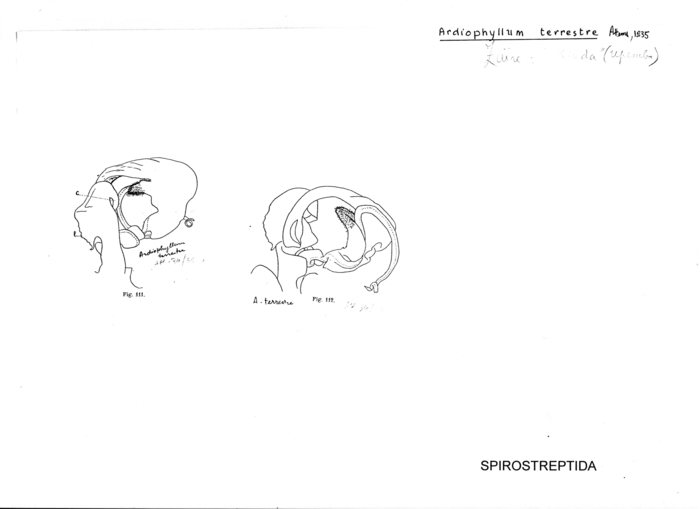 Ardiophyllum terrestre