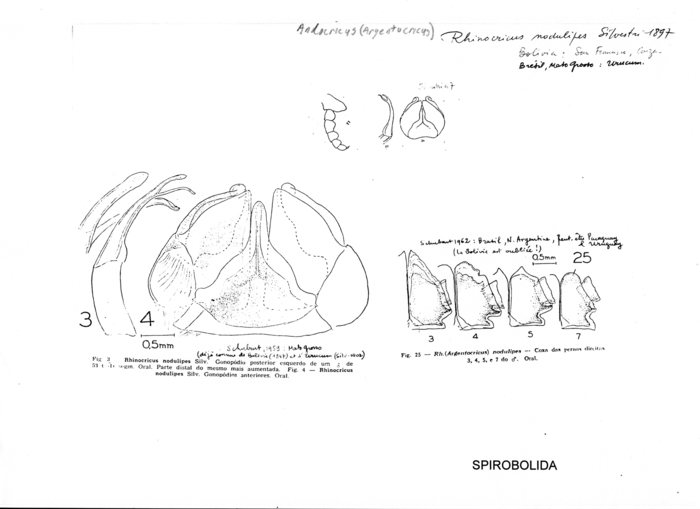 Argentocricus nodulipes