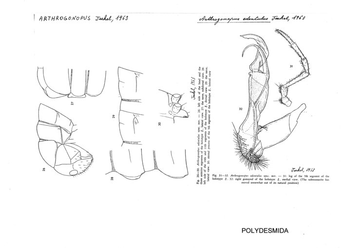 Arthrogonopus edentulus
