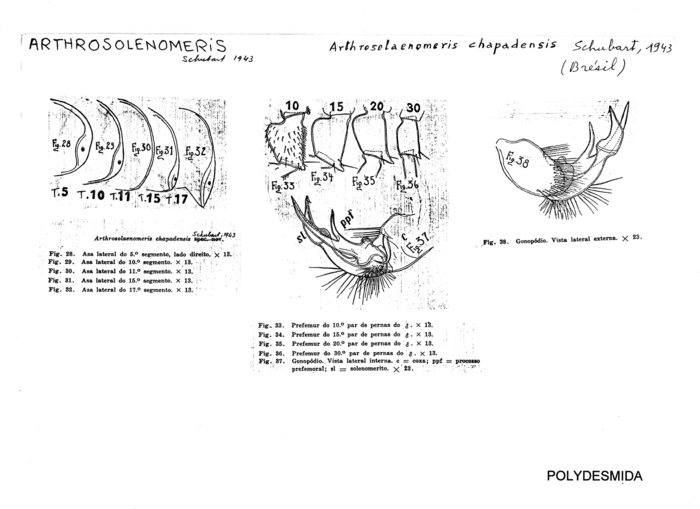 Arthrosolaenomeris chapadensis