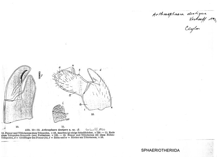 Arthrosphaera dentigera