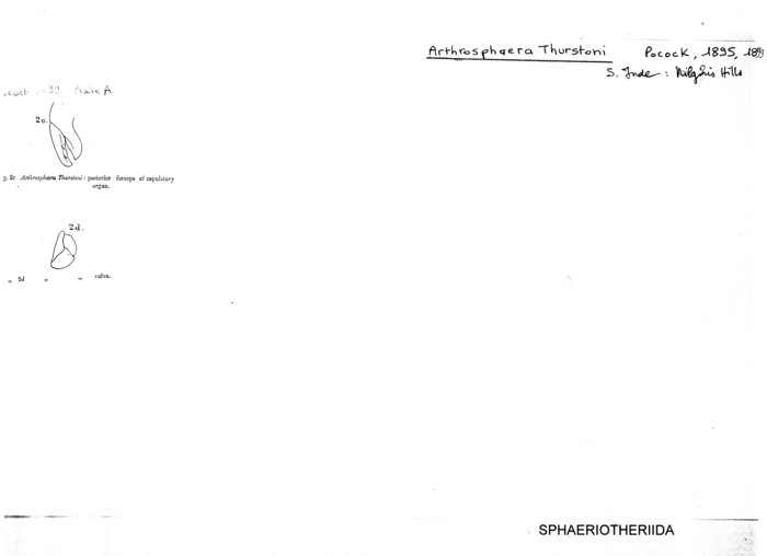 Arthrosphaera thurstoni