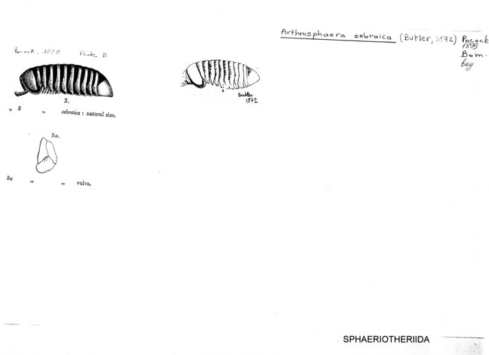 Arthrosphaera zebraica