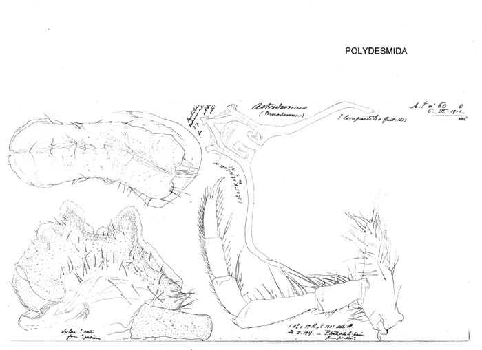 Astrodesmus compactilis