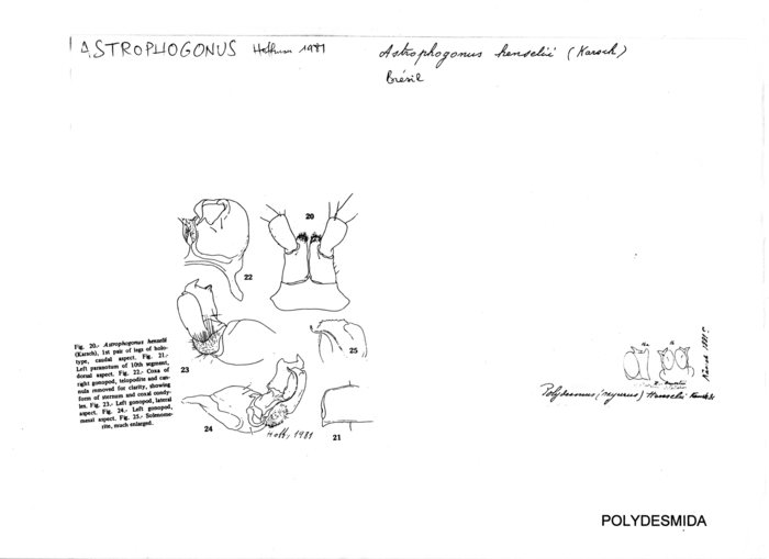 Astrophogonus henselii