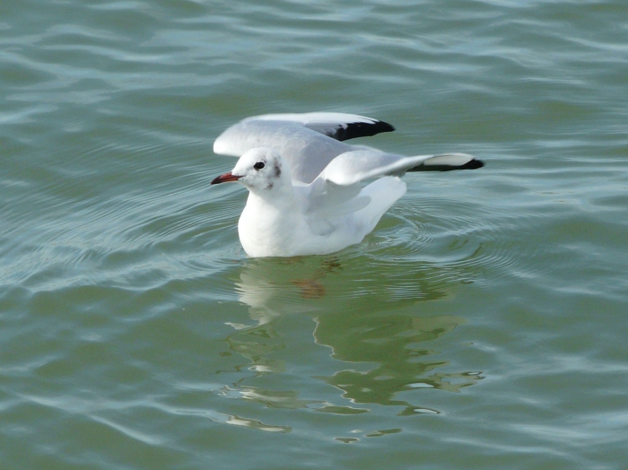 Larus ridibundus Larus ridibundus