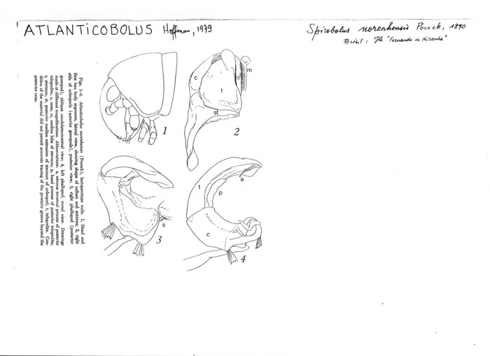 Atlanticobolus noronhensis