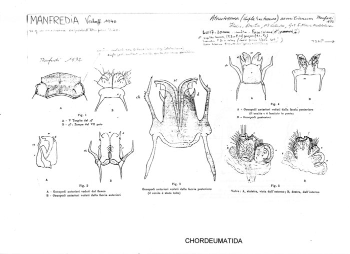 Atractosoma aemilianum