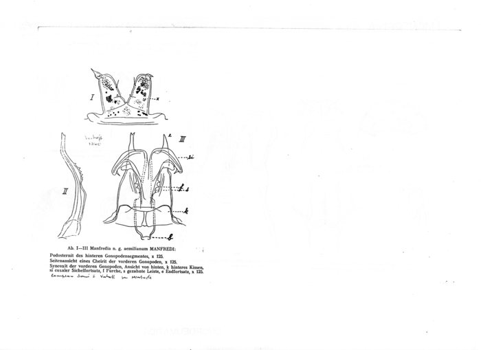 Atractosoma aemilianum