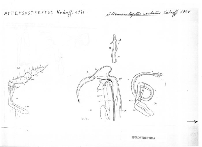 Attemsostreptus costatus