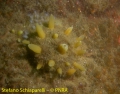 Porifera (sponges)