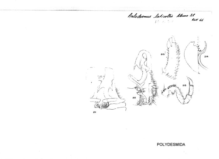 Aulodesmus laticollis