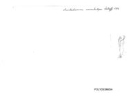 Australiosoma annulatipes