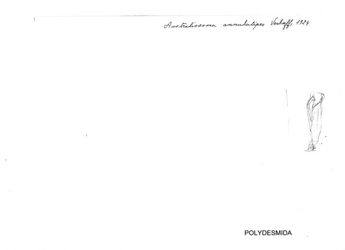 Australiosoma annulatipes