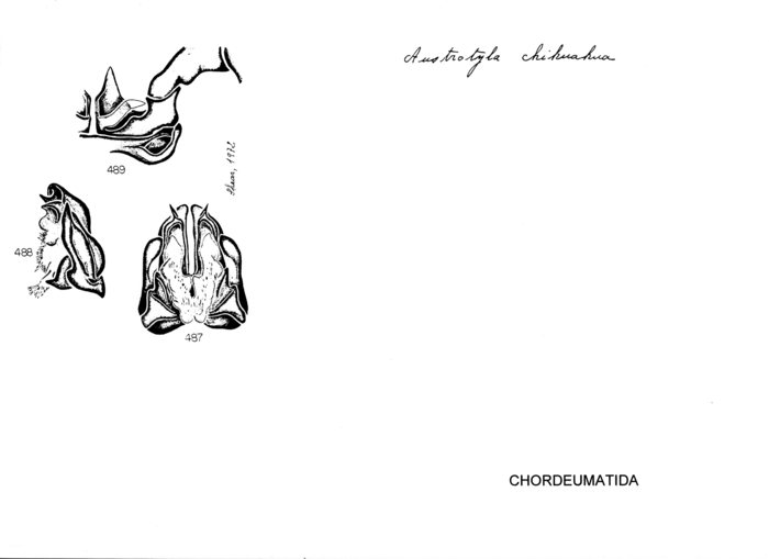 Austrotyla chihuahua