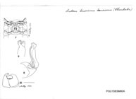 Auturus louisianus louisianus