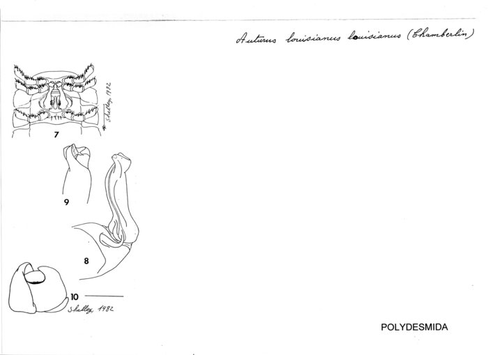 Auturus louisianus louisianus