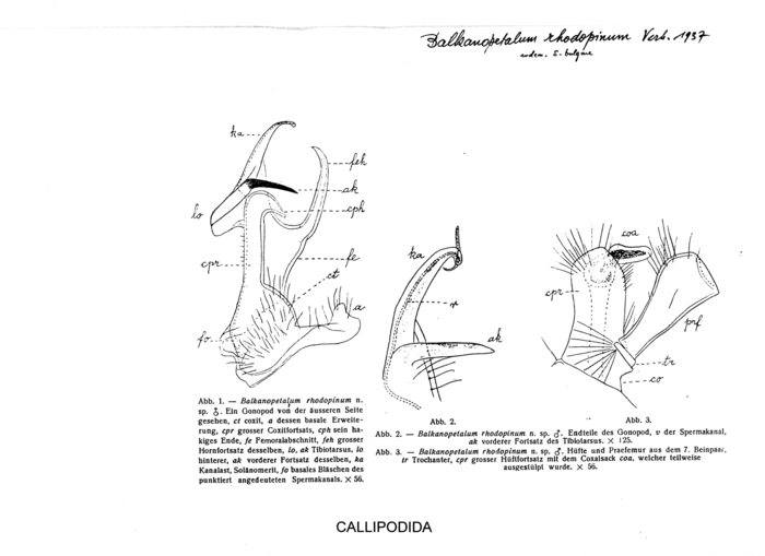 Balkanopetalum rhodopinum