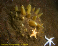 Porifera (sponges)