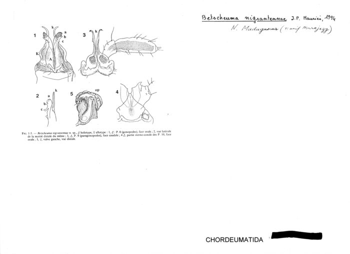 Betscheuma nigrantennae