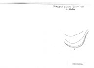 Bicoxidens grandis
