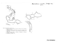 Biporodesmus armatus