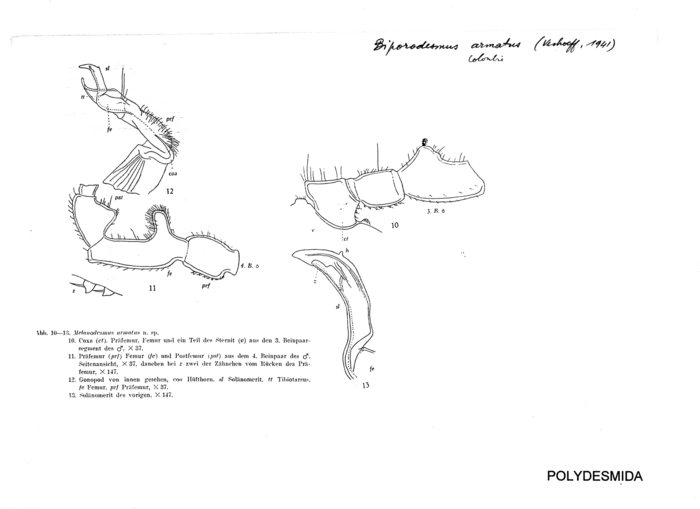 Biporodesmus armatus